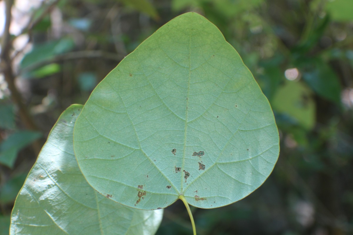 Diploclisia glaucescens (Blume) Diels